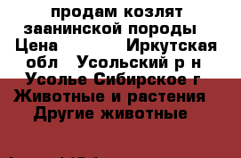 продам козлят заанинской породы › Цена ­ 7 000 - Иркутская обл., Усольский р-н, Усолье-Сибирское г. Животные и растения » Другие животные   